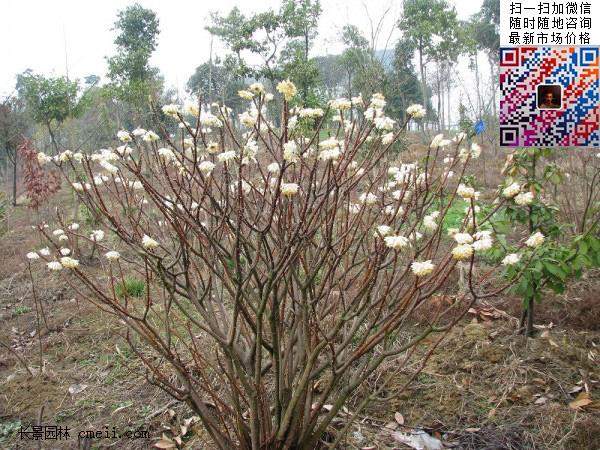 結(jié)香花,白花樹(shù)