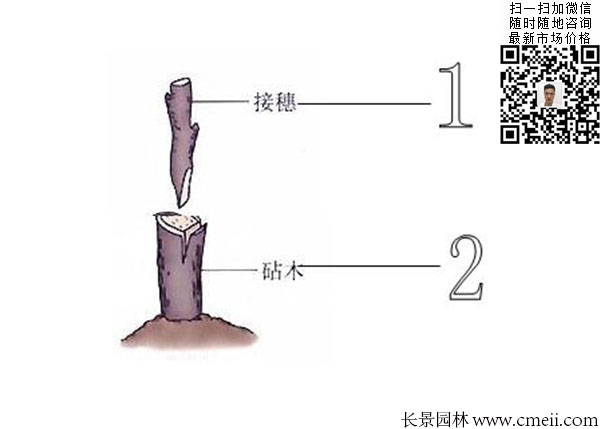 嫁接苗實(shí)生苗