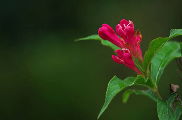 紅王子錦帶花--長景園林