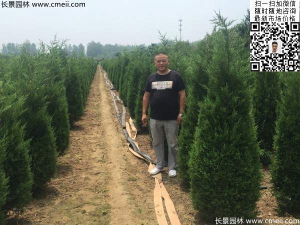 高度2.2米2.3米蜀檜大量供應(yīng)公路綠化植物