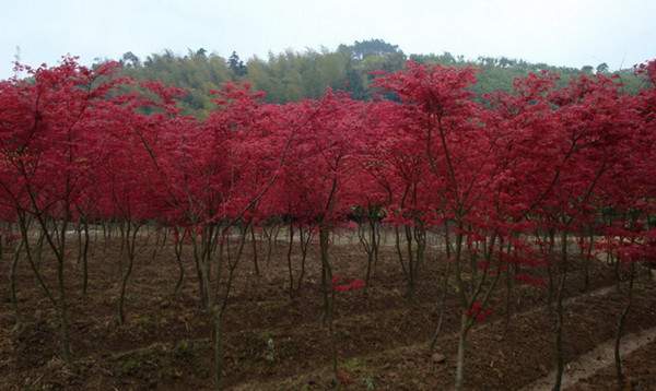 日本紅楓--長(zhǎng)景園林