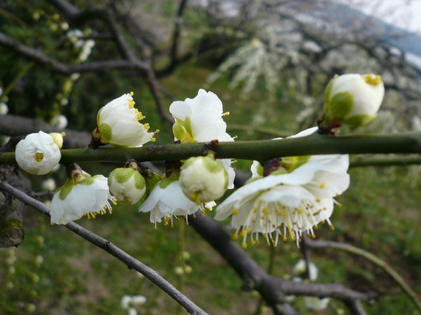 綠色梅花