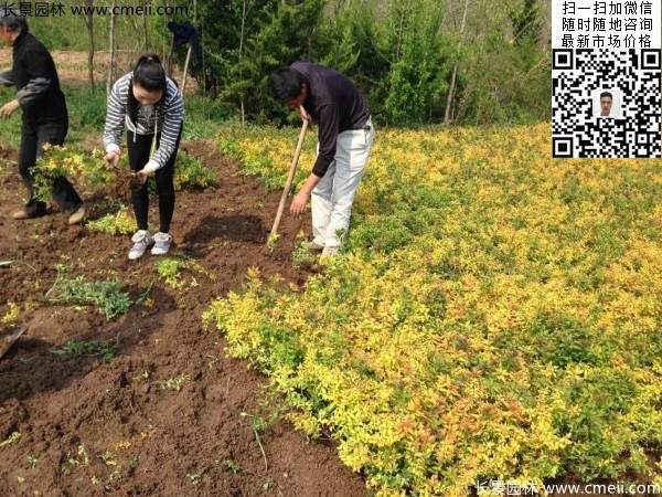 金山繡線菊?qǐng)D片