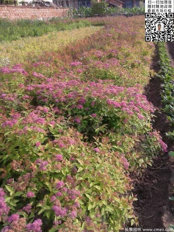 粉花繡線菊基地圖片