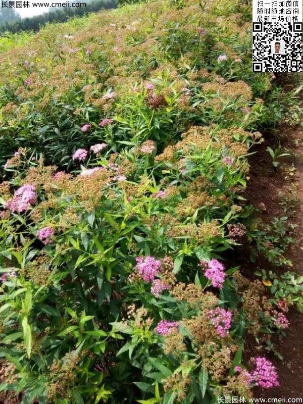 金焰繡線菊基地圖片