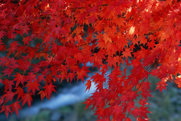 紅楓作衫，白楊為裙，美的傾國傾城！