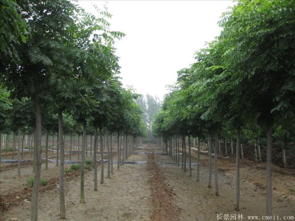 黃山欒樹(shù)圖片黃山欒樹(shù)基地