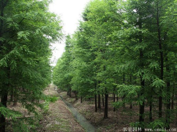 水杉樹圖片水杉樹基地實(shí)拍