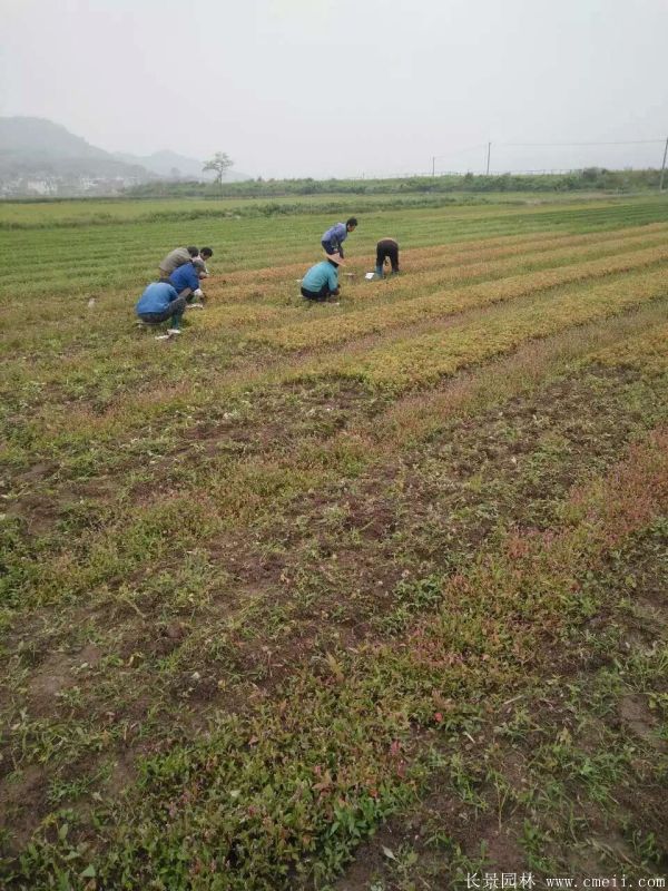 青楓圖片青楓基地實(shí)拍