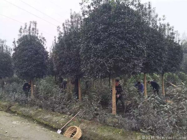 桂花樹圖片桂花樹基地實(shí)拍