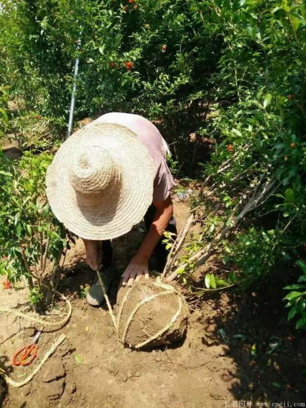 石榴樹圖片石榴樹基地實(shí)拍