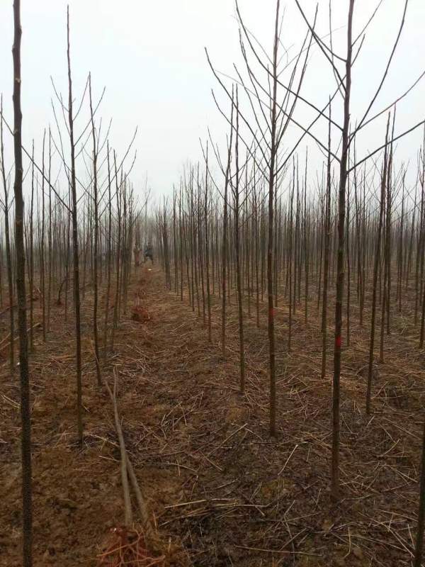 苦楝樹圖片苦楝樹基地實拍