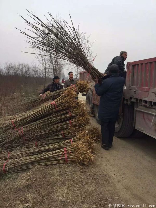 桑樹(shù)苗圖片桑樹(shù)基地實(shí)拍