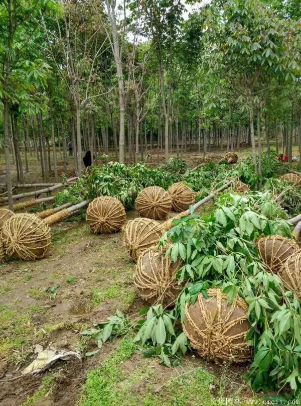 七葉樹圖片七葉樹基地實(shí)拍