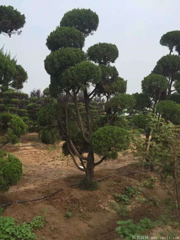 龍柏造型樹圖片龍柏造型樹基地實拍