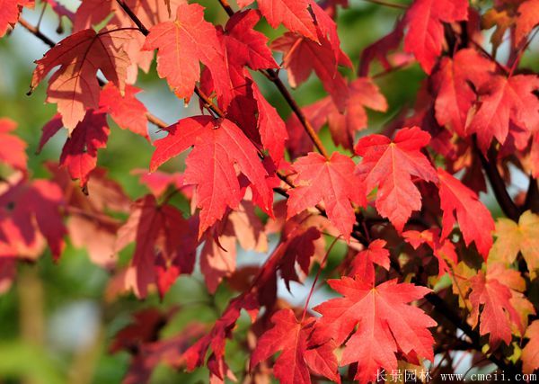 美國(guó)紅楓圖片美國(guó)紅楓基地實(shí)拍