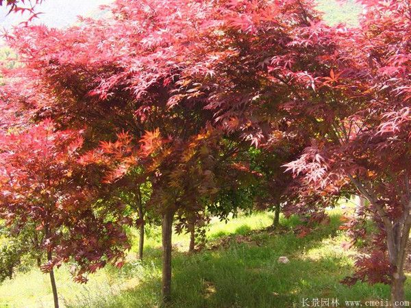 紅楓圖片基地實(shí)拍