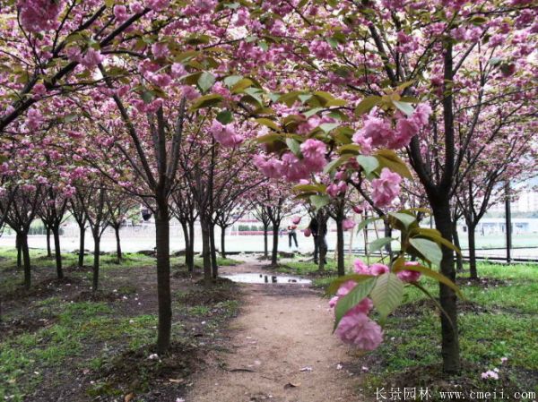 櫻花樹(shù)圖片基地實(shí)拍