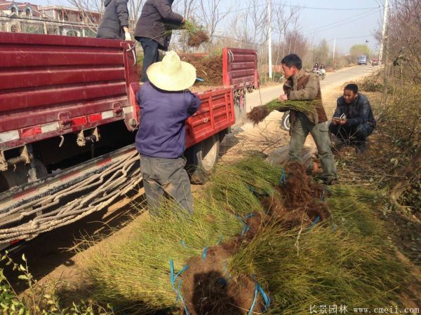 棣棠圖片基地實拍