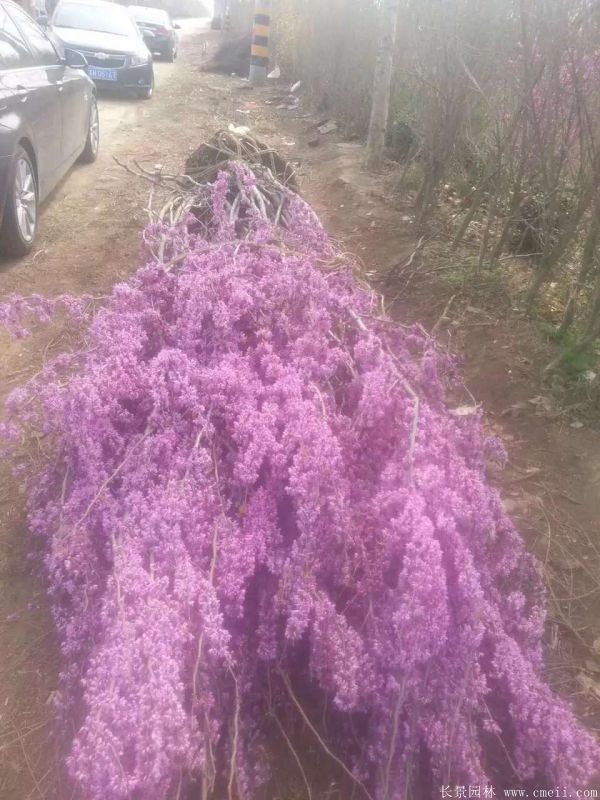 叢生紫荊樹圖片基地實(shí)拍