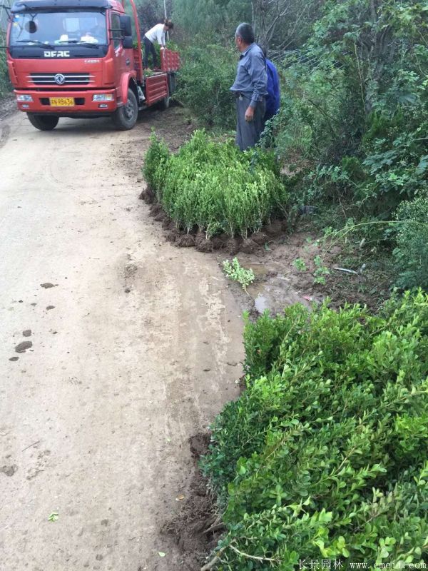 小葉黃楊圖片基地實拍