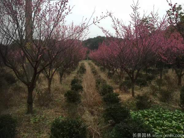 紅梅樹紅梅花圖片基地實(shí)拍