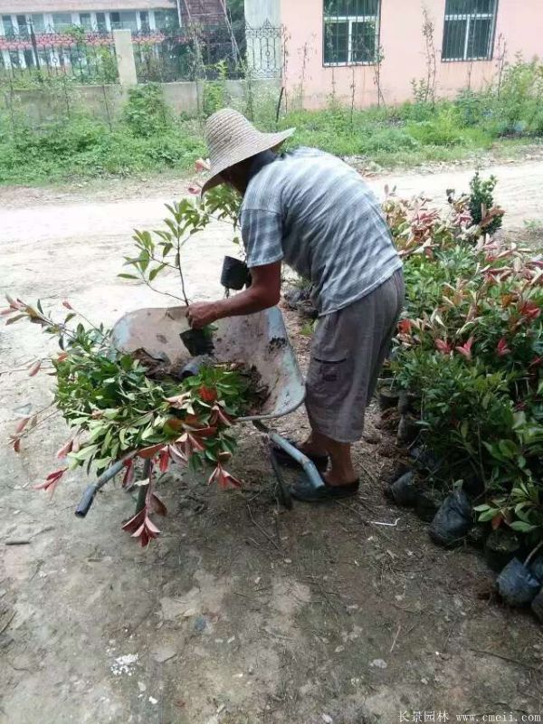 紅葉石楠圖片基地實(shí)拍