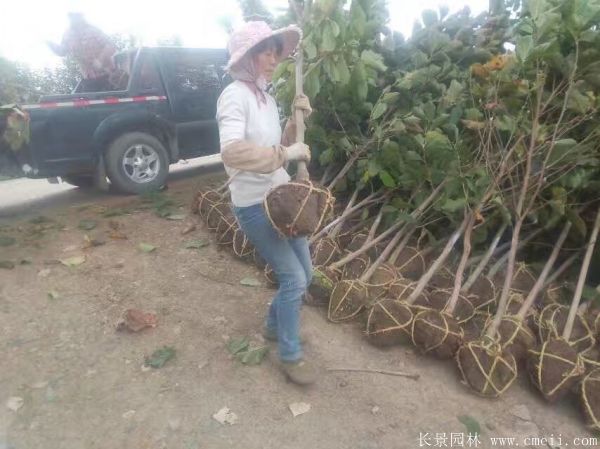 紫玉蘭小苗圖片基地實拍