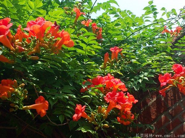 凌霄花圖片基地實拍