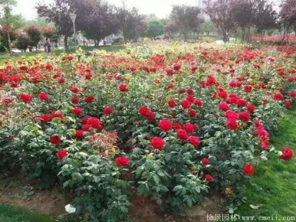 月季花圖片基地實(shí)拍