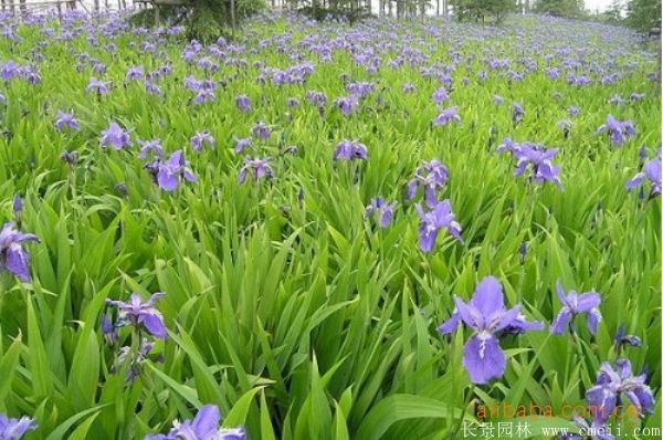 鳶尾蘭基地實(shí)拍圖片