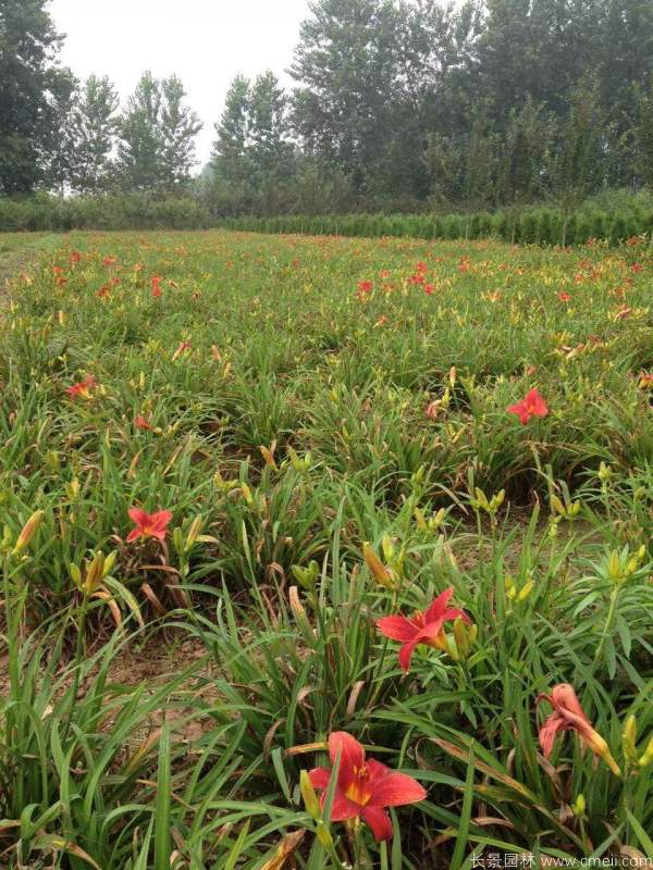 紅寶石萱草基地實拍圖片