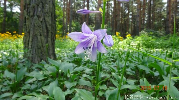 紫萼玉簪基地實(shí)拍圖片