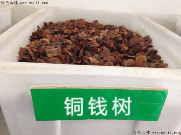 銅錢樹(shù)種子圖片