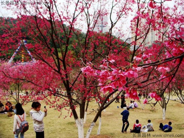 櫻花種子出苗發(fā)芽圖片