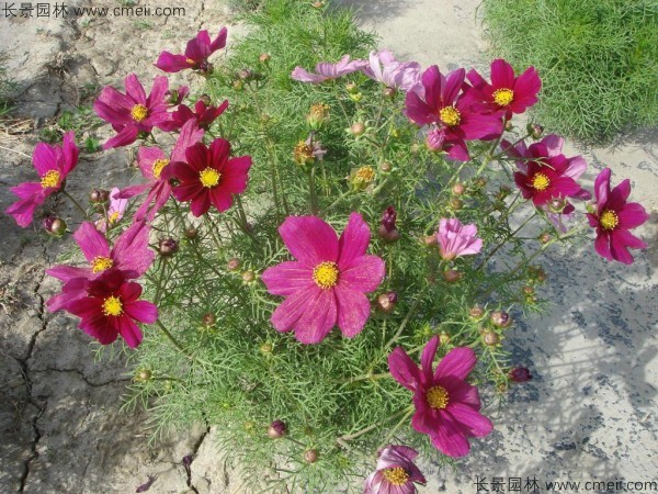 護(hù)坡花卉波斯菊種子發(fā)芽出苗開花圖片