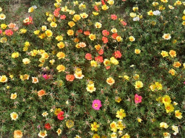 太陽花種子發(fā)芽出苗開花圖片