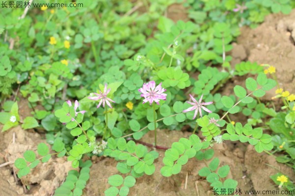 小冠花種子發(fā)芽出苗開(kāi)花圖片