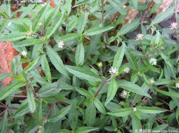 白花蛇草種子發(fā)芽出苗開花圖片