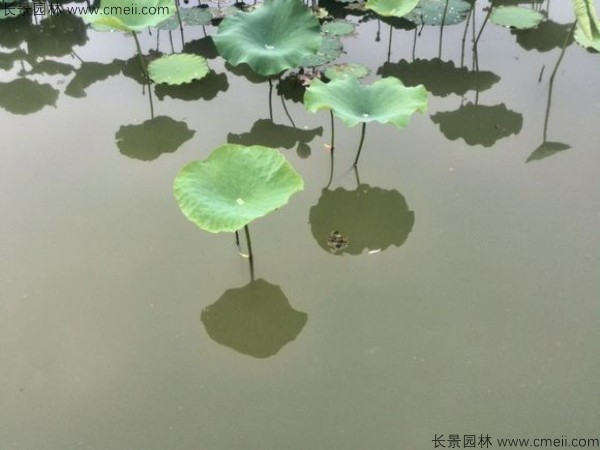 荷花種子發(fā)芽出苗圖片