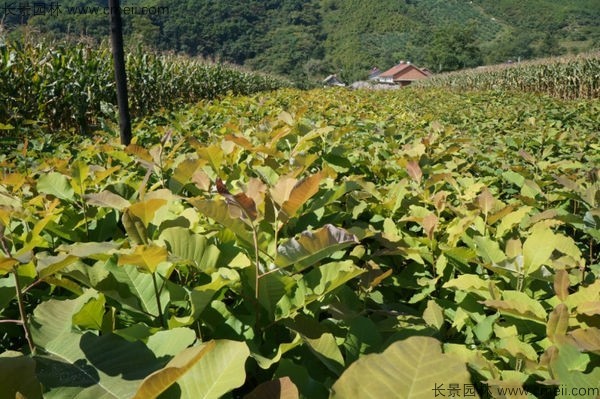 厚樸種子發(fā)芽出苗圖片