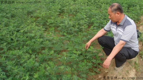 黃芪種子發(fā)芽出苗圖片