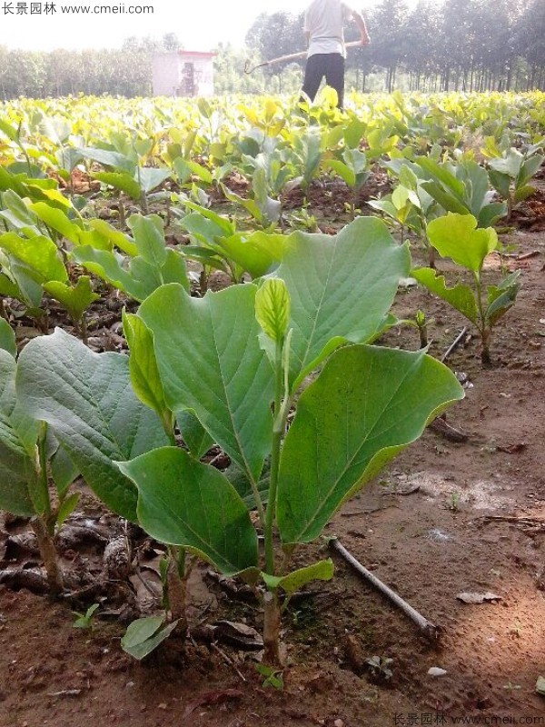 紫玉蘭種子發(fā)芽出苗圖片