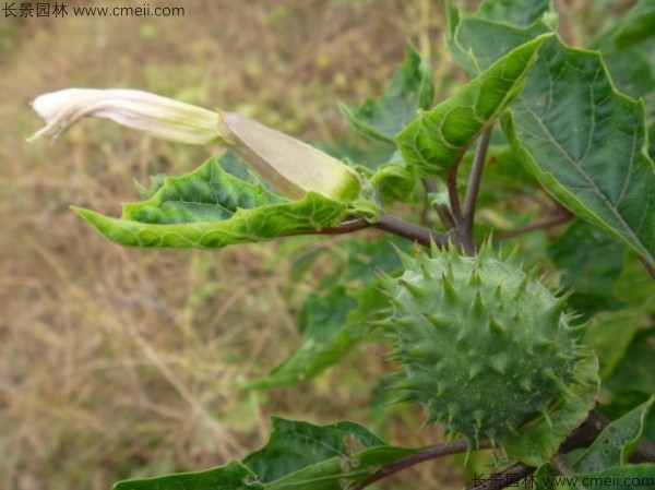 曼陀羅種子發(fā)芽出苗開(kāi)花圖片