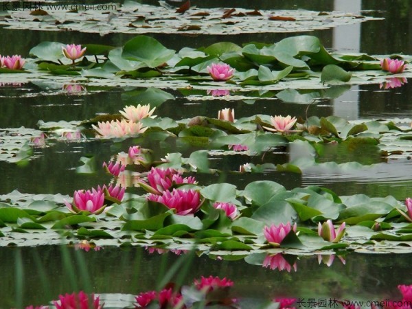 睡蓮開(kāi)花圖片