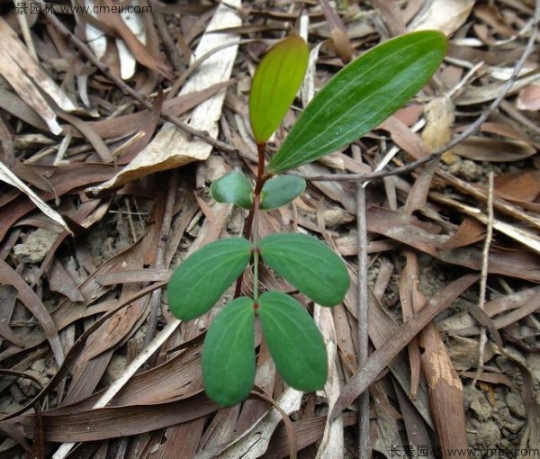 臺灣相思樹種子發(fā)芽出苗圖片