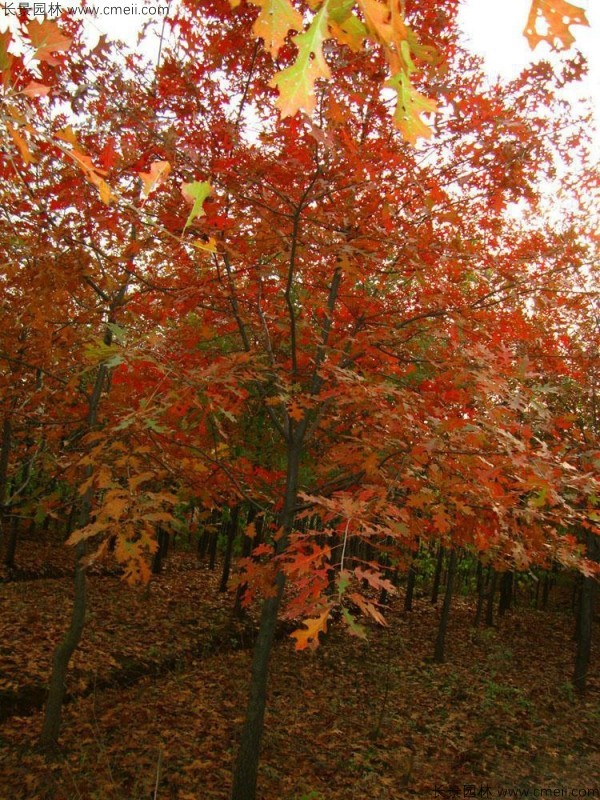 橡樹種子發(fā)芽出苗圖片