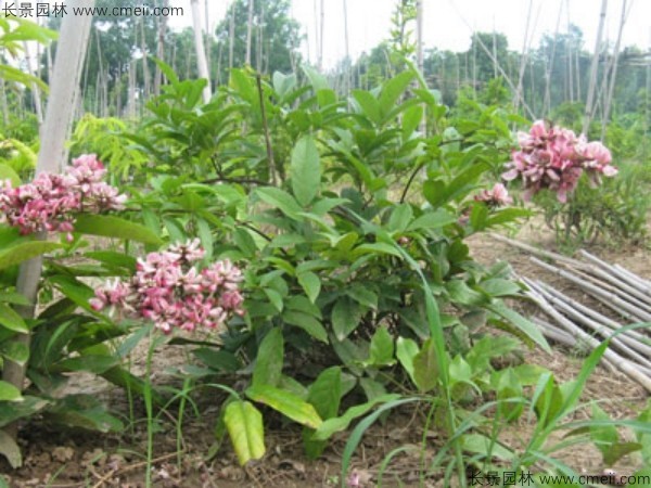 植物血藤開(kāi)花圖片