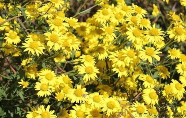 護坡植物野菊花開花圖片