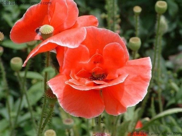 虞美人開(kāi)花圖片花海